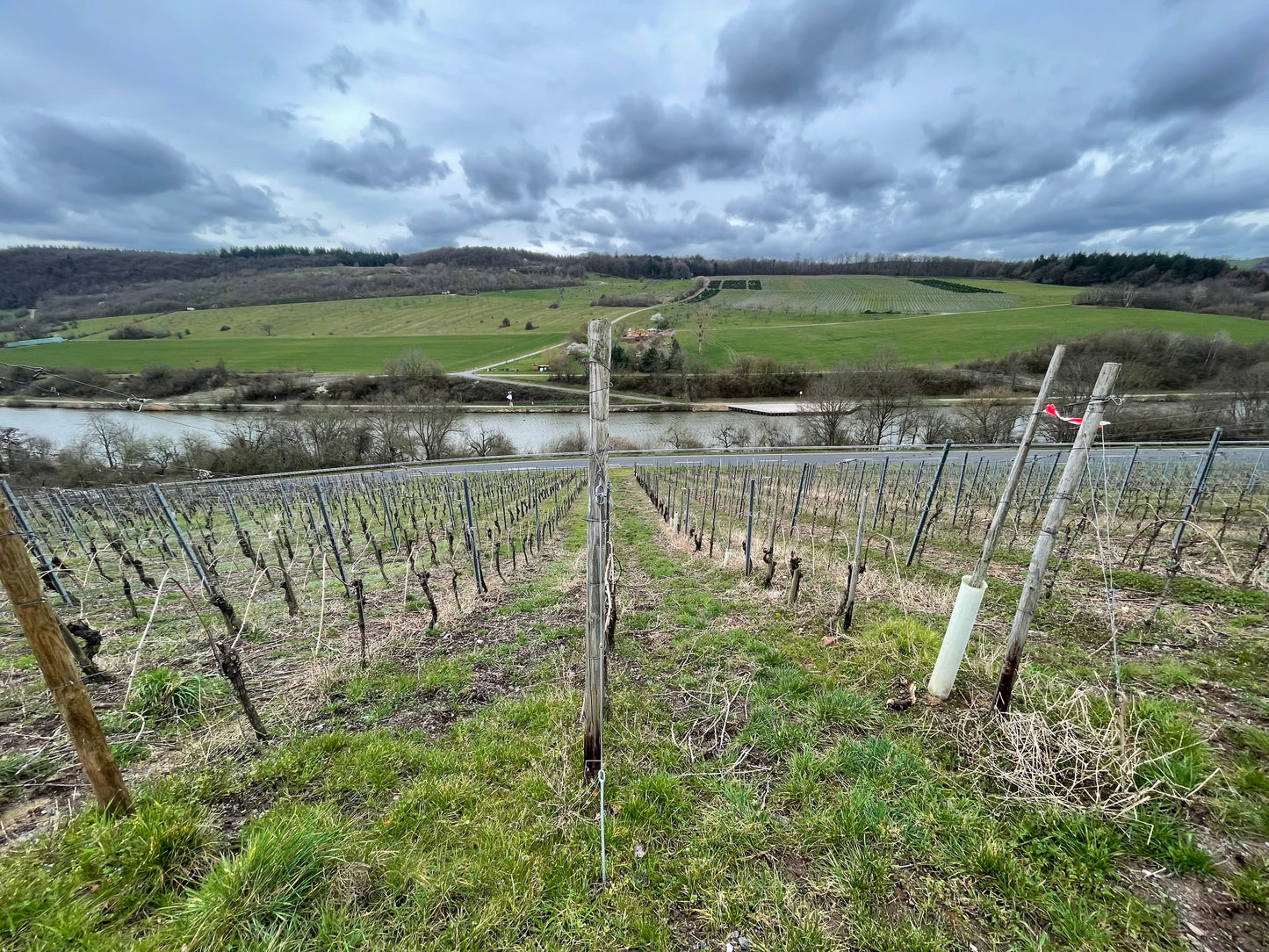 Spätfrost verhagelt der Mosel die Erntemenge: Im Schnitt 50% weniger Ernteertrag!