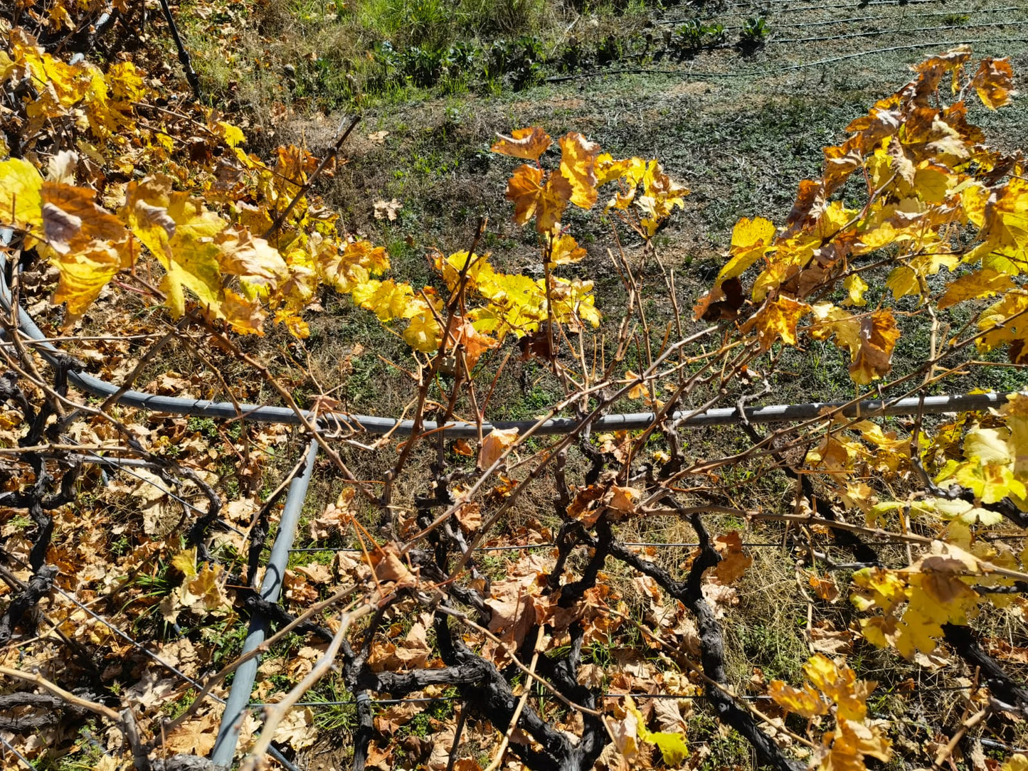 Seit Jahren die kleinste Erntemenge auch im Rioja Gebiet