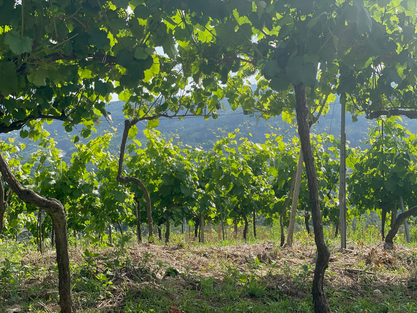 Früheste Weinlese aller Zeiten, Italien gibt den Startschuss.